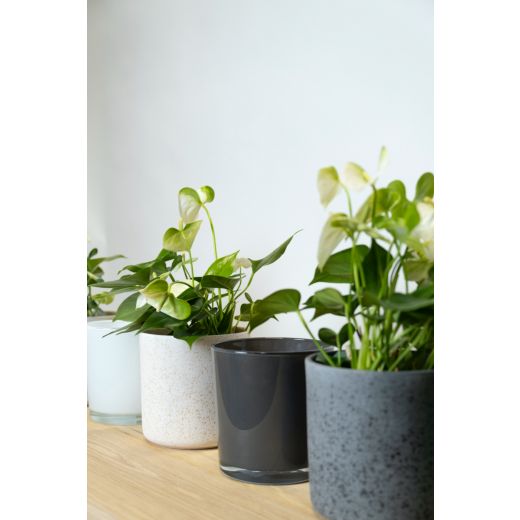 Display Glass Ceramic Planter Colour off whi/gre/bla h13 d13 