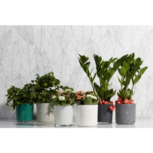 Display Glass Ceramic Planter Colour off whi/gre/bla h13 d13 