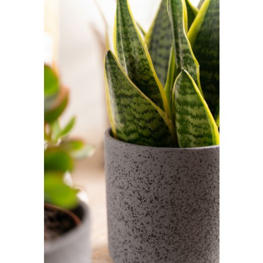 Cylinder Planter Ceramic black h13 d13 