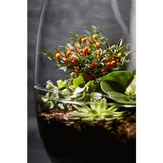 Ramon Terrarium h56 d29 (cc)