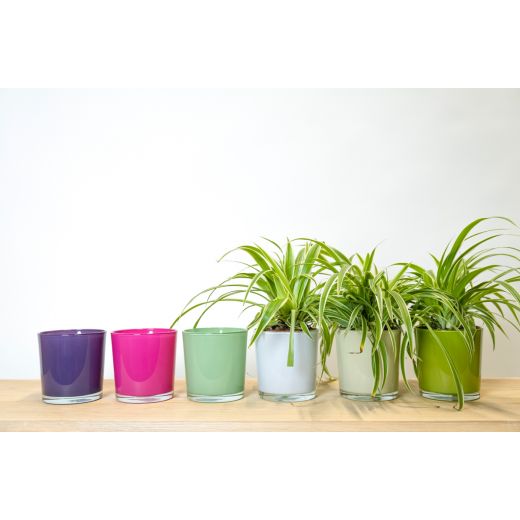 Display Conan Planter Colour sunglow/india green h13 d13 