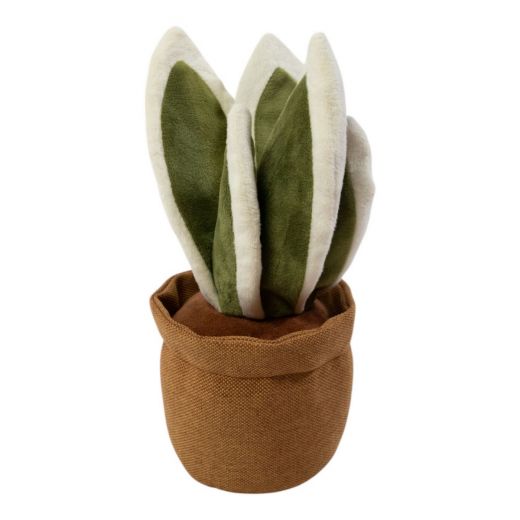 Door stopper plant sansevieria h23 