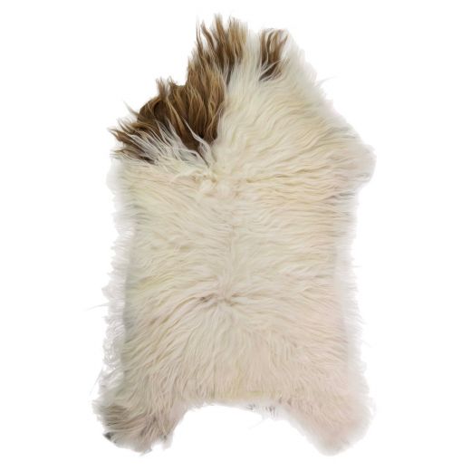 fur sheep iceland colourful 100-110cm (ovis aries)