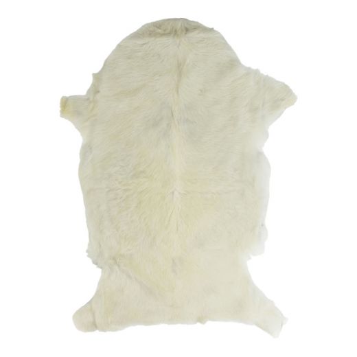 fur goat white (capra aegagrus hircus)