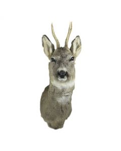 trophy roebuck 60cm (capreolus capreolus)