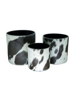 flower pot cow black/white (set of 3) (bos taurus taurus)*