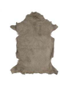 fur goat beige (capra aegagrus hircus)