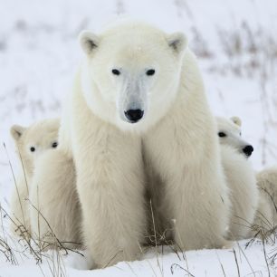 Ice Bears binnen schilderij fotoprint 50x50cm