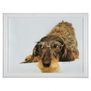 laptray humour wire haired dachshund 43cm*